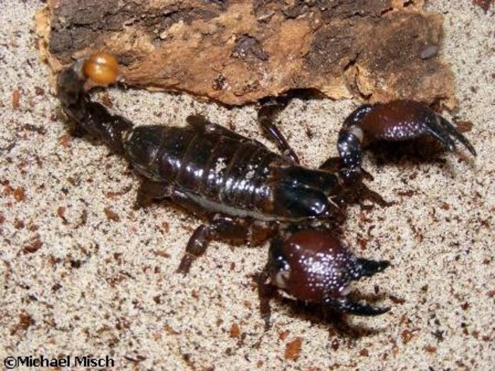 Pandinus Ugandensis-femela; fam. Scorpionidae
