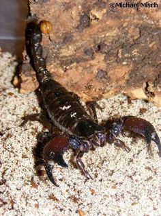 Pandinus Ugandensis-mascul; fam. Scorpionidae
