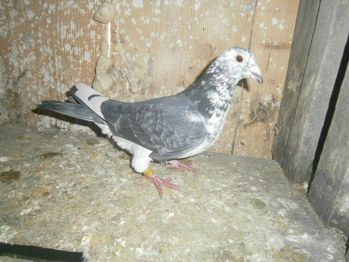 F.2012.UK - porumbei straini matca 2014