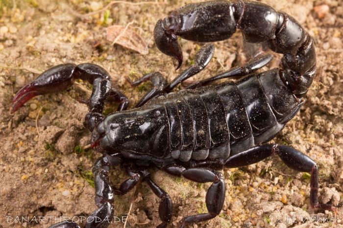 Bothriurus rochensis; fam. Bothriuridae
