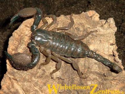 Pandinus gregoryi; fam. Scorpionidae
