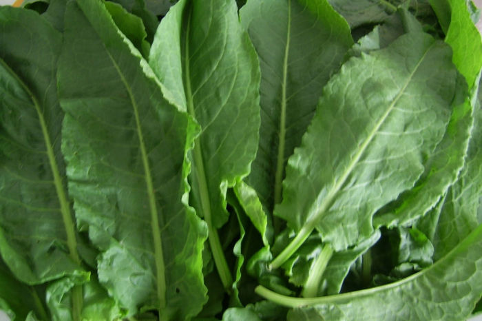 stevie - De vanzare seminte -legume-mirodenii-flori-arbori