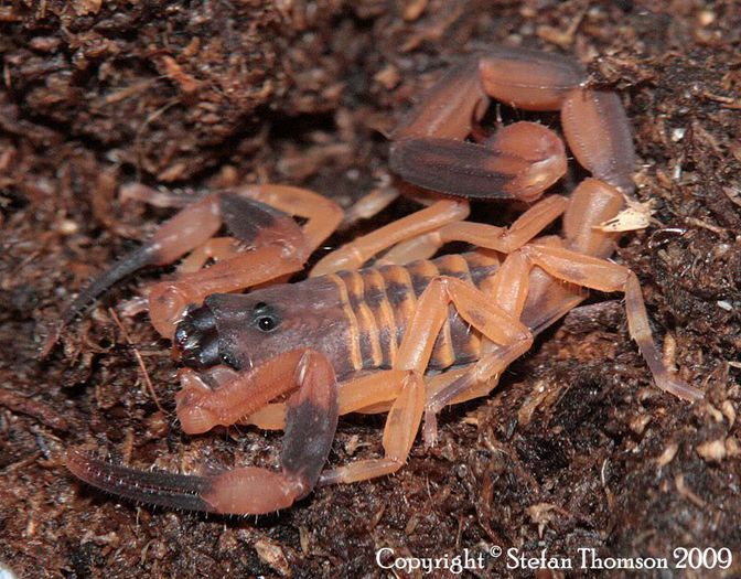 Babycurus gigas - SCORPIONI