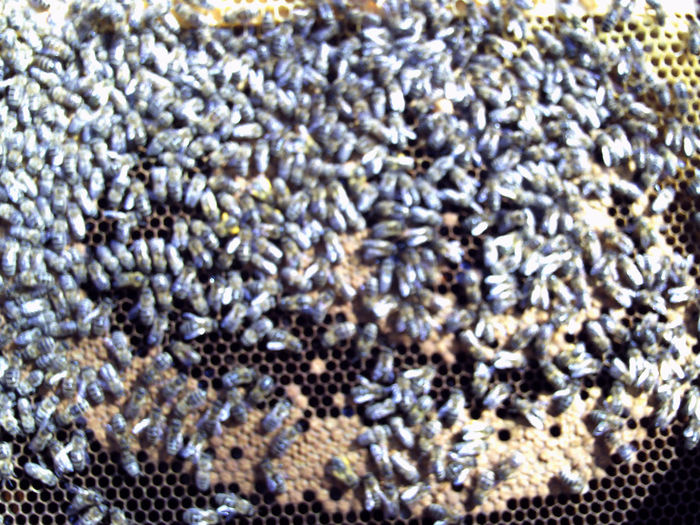 luterie 117 - 2014 apicole
