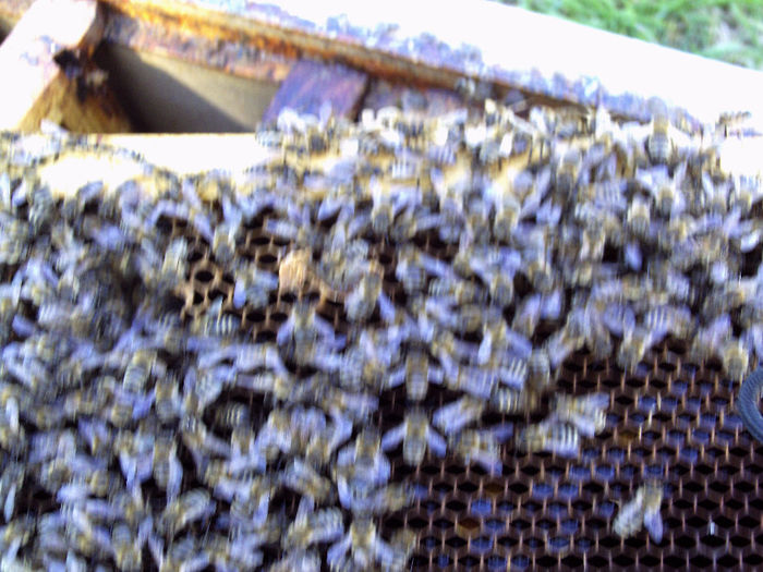 luterie 123 - 2014 apicole