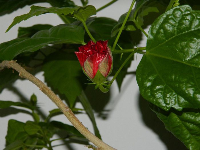 DSCN3546