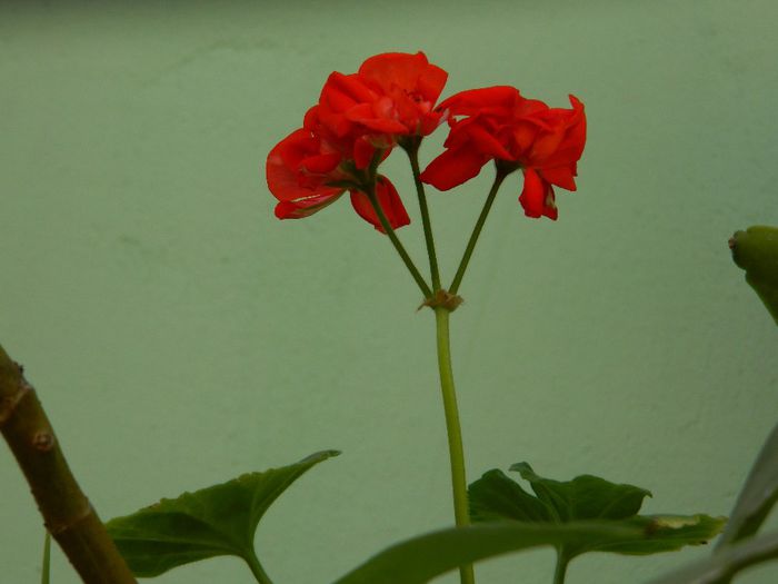 DSCN3686