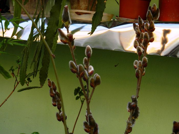 DSCN3687