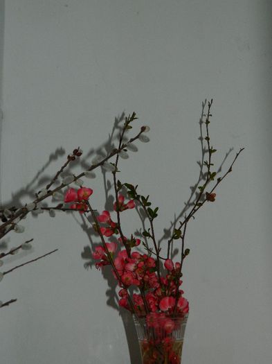DSCN3706
