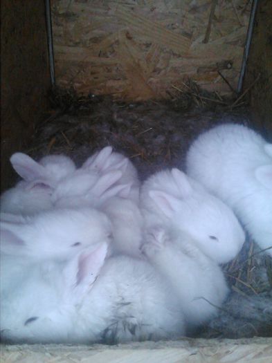 IMG739 - iepuri marele alb de vanzare