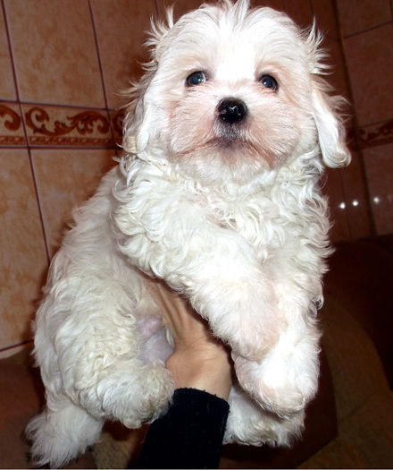  - Bichon Havanez alb de vanzare - VANDUT