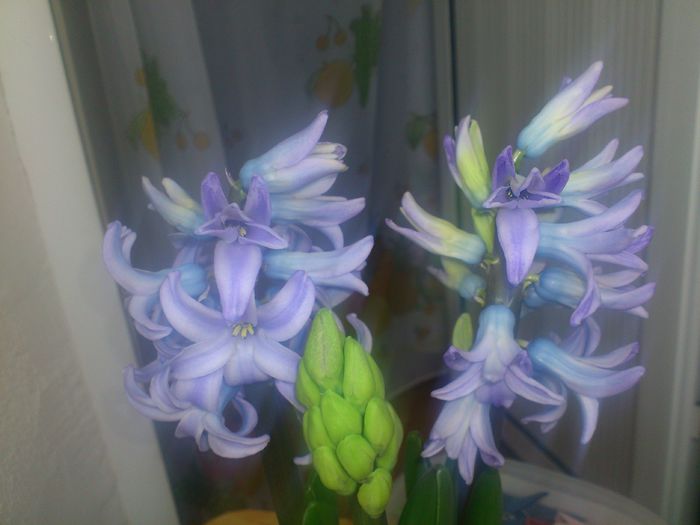 DSC_3625 - Flori 2014