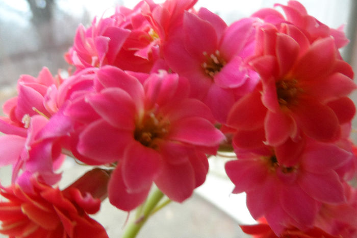 SAM_1979 - Kalanchoe