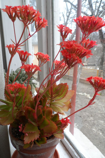 SAM_1980 - Kalanchoe