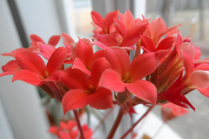 SAM_1982 - Kalanchoe