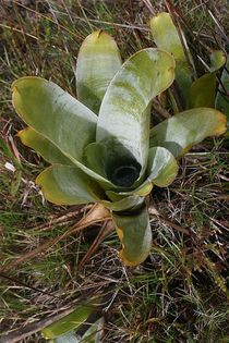 Roraima Brocchinia reducta - Plante carnivore