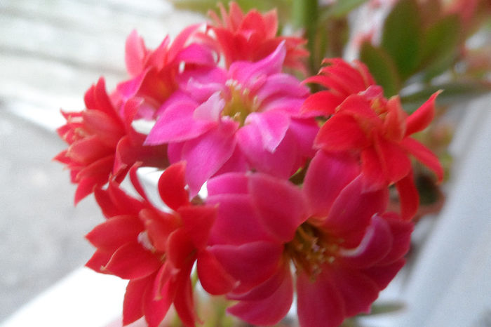 SAM_1986 - Kalanchoe