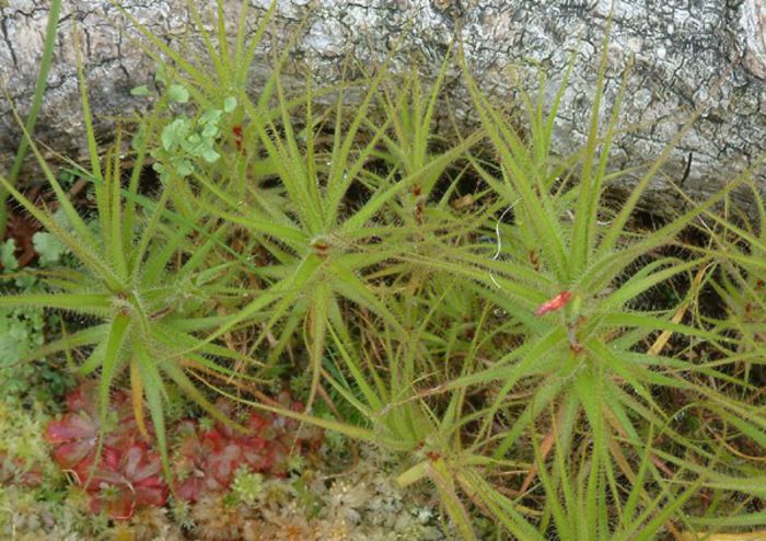 Roridula gorgonias - Plante carnivore