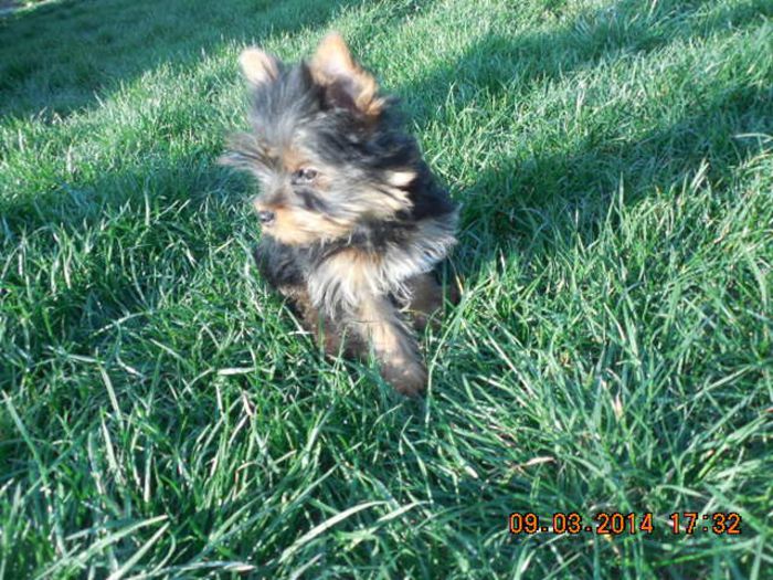 Miky - York shairre terrier