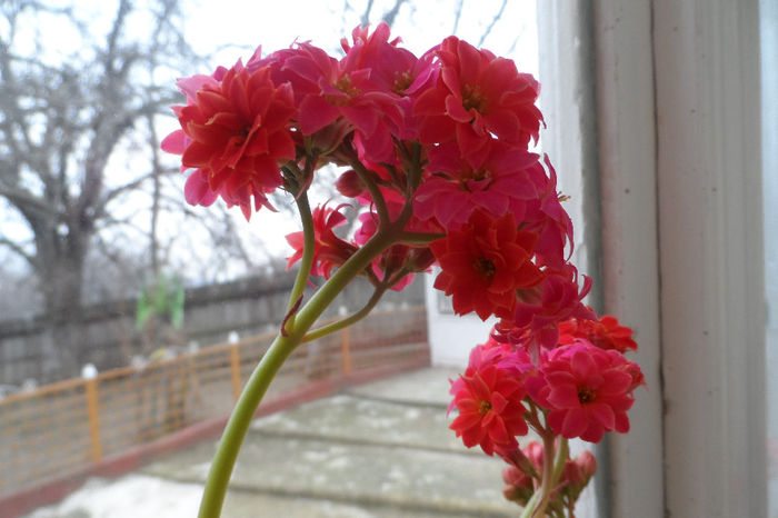 SAM_1971 - Kalanchoe