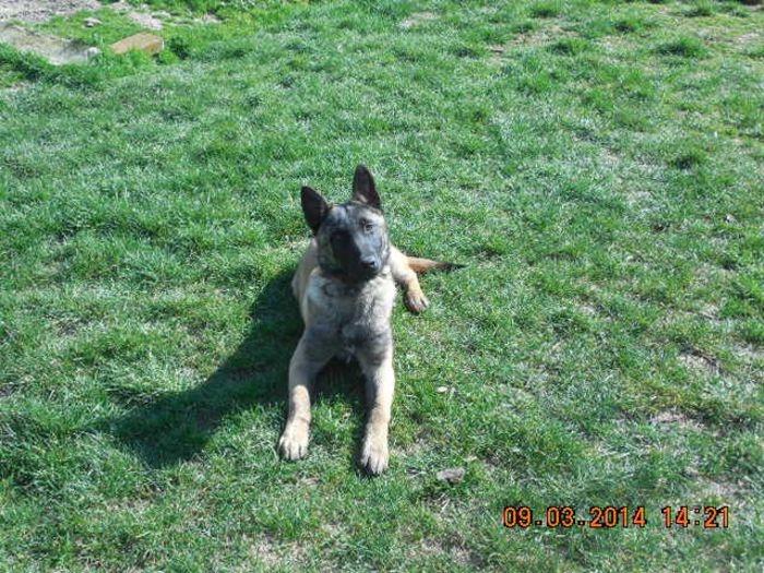 Wolf - Ciobanesc belgian malinois