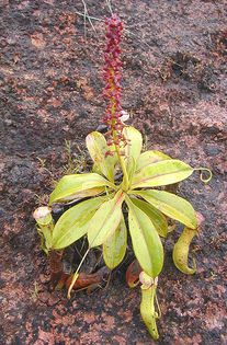 Palau pitcher - Plante carnivore