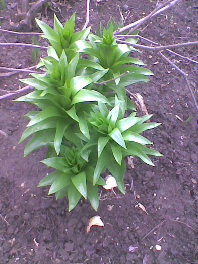 fritilaria martie - flori 2014