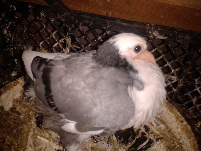 ziua 26  2014-03-10 11.04.11