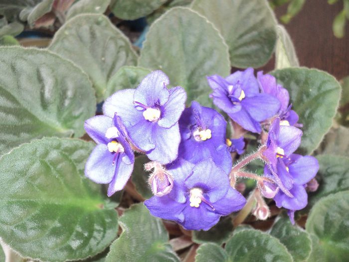 DSC03399; VIOLETA DE PARMA
