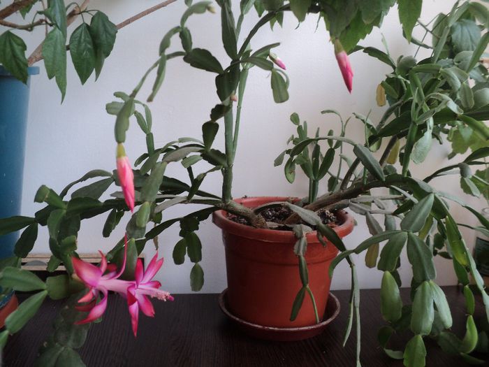 DSC03396; CRACIUNITA A INFLORIT IARASI IN MARTIE
