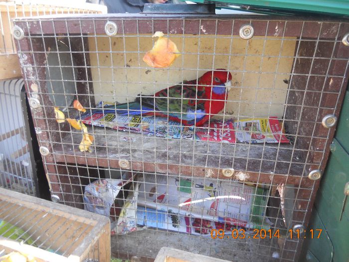 DSCN4204 - TARG MONOR UNGARIA- MARTIE 2014