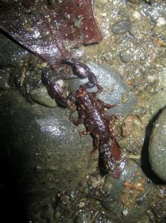 Tarsoporosus anchicaya - SCORPIONI