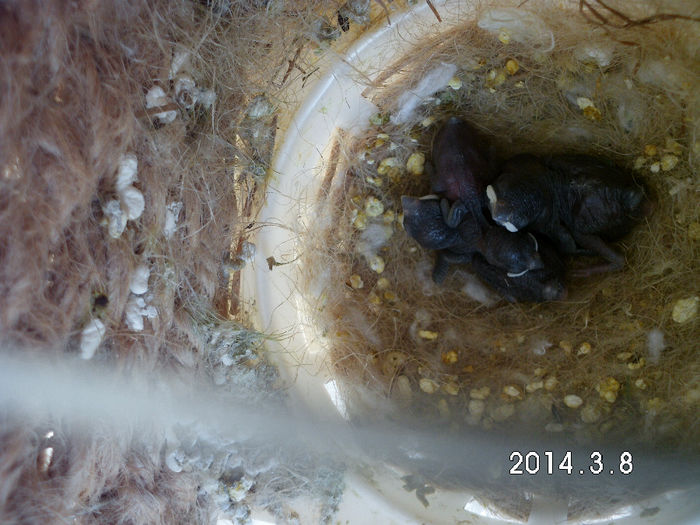 primii pui din 2014; pui cioc argintiu -varianta ciocolatie
