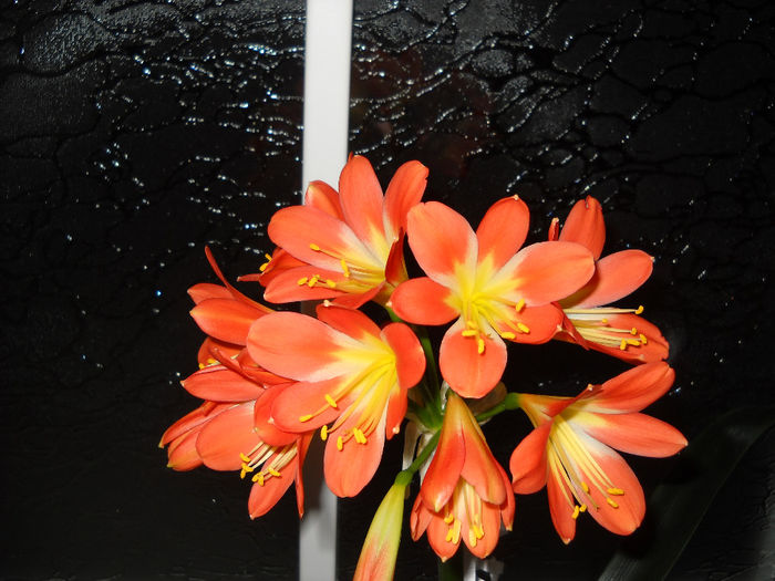 7.03.014 - Clivia