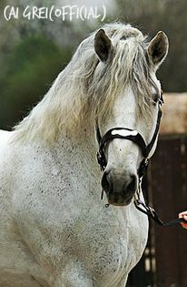 3844 Bicsérd-129 Csibész