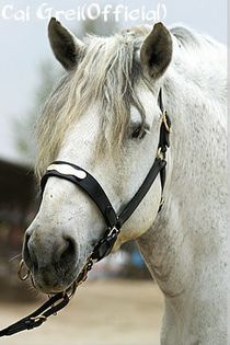 3844 Bicsérd-129 Csibész