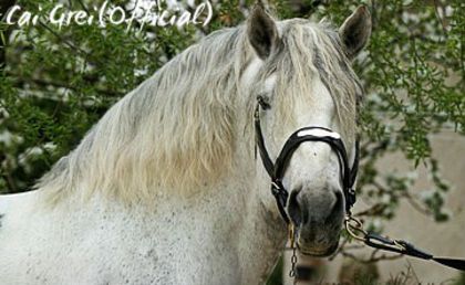 3844 Bicsérd-129 Csibész