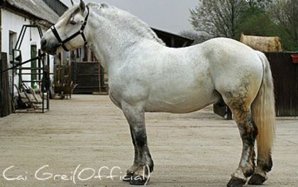 3844 Bicsérd-129 Csibész