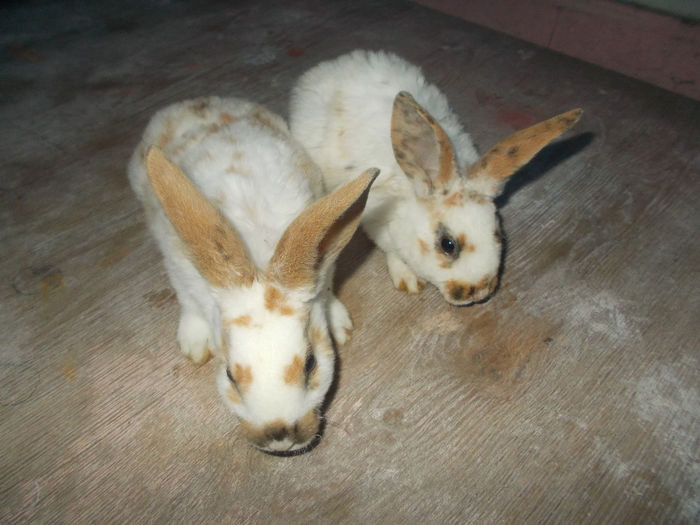 Picture 133