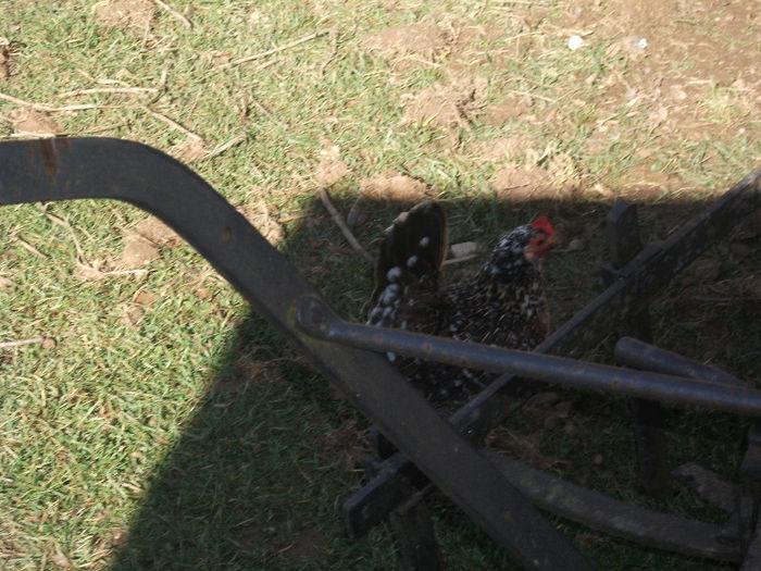 iezii2013 341 - De prin curte 2014