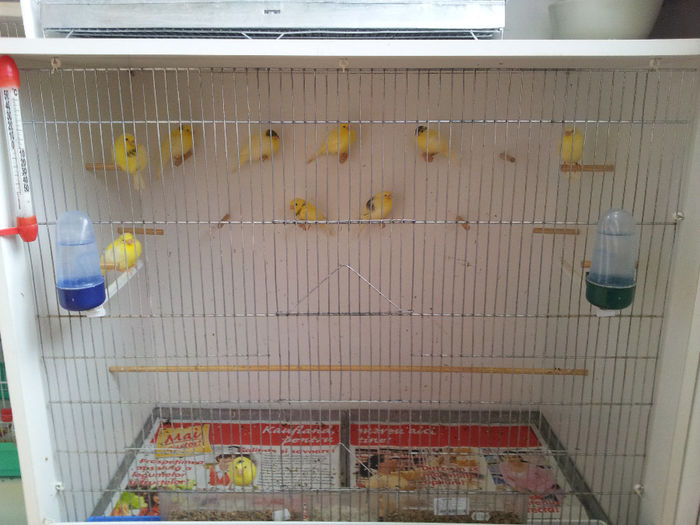 20140308_142457; Primii puisori 2014
