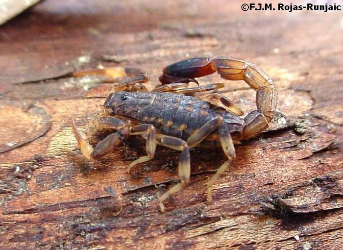 Ananteris diegorojasi; fam. Buithidae
