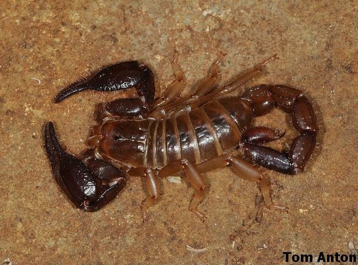 Diplocentrus ferrugineus - SCORPIONI