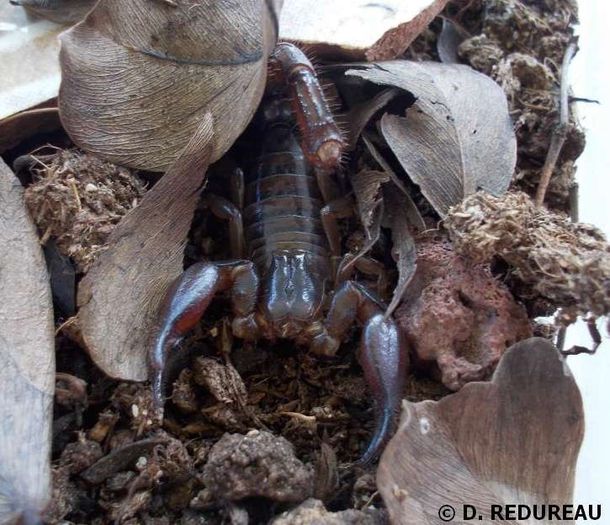 Didymocentrus lesueurii; fam. Scorpionidae
