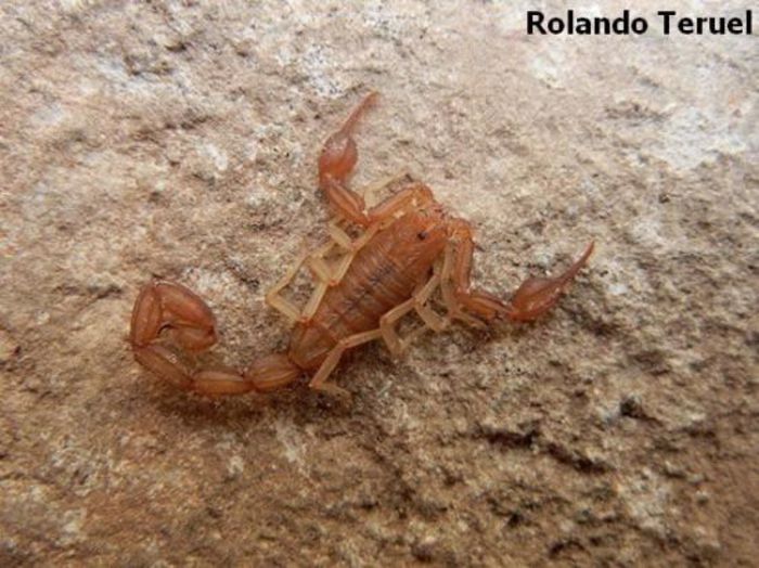 Alayotityus delacruzi - SCORPIONI