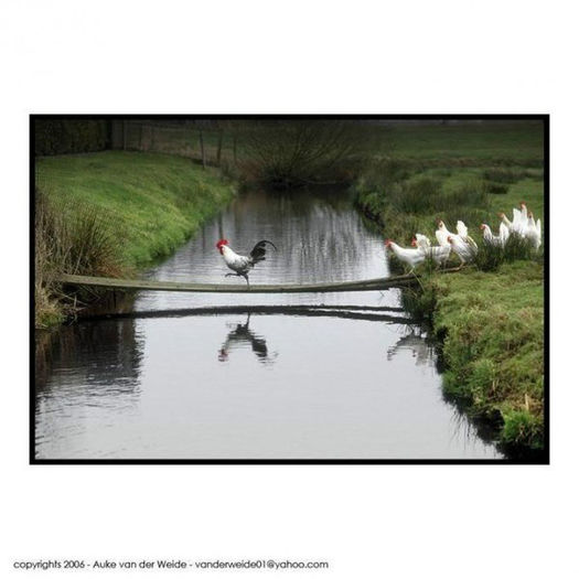 cocosul-cu-gainile-dupa-el-600x600