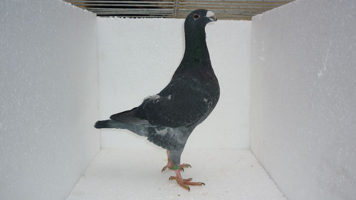 M4 - Voiajori Germani Poze