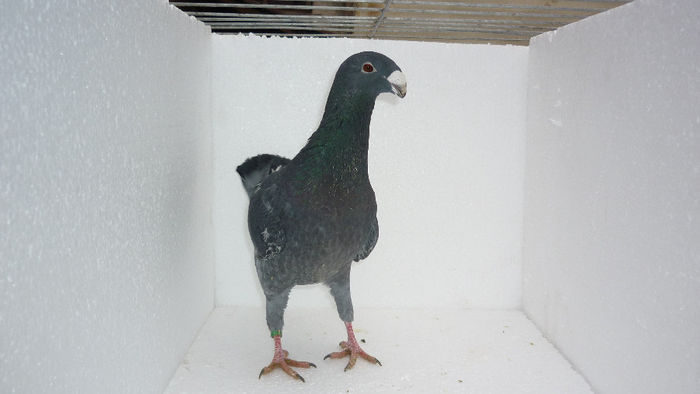 M4 - Voiajori Germani Poze