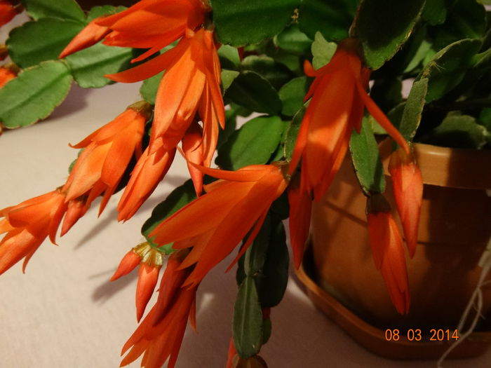 DSC00889