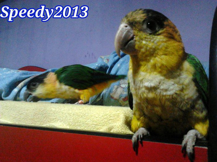 10- martie 2014 - Caique - Jojo & Kitty - Papagali Caique de Vanzare